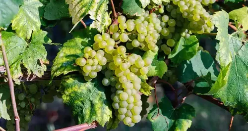 Advantages of Green Grapes - A Guide to Healthy Eating & Wellness
