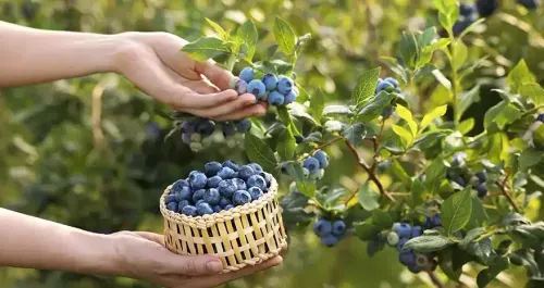 Blueberries Benefits - 10 Powerful Reasons to Add Them to Your Diet