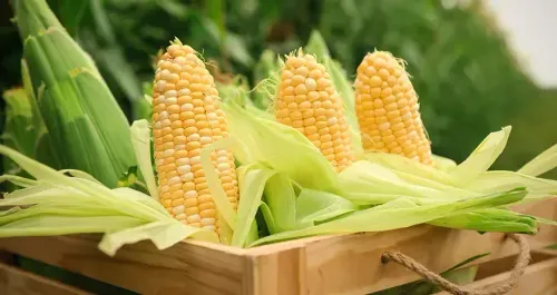 Corn Benefits, Fibre Content & Digestive Support 