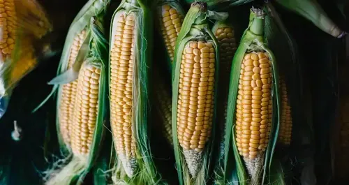 Corn Nutrition Profile - Vitamins, Minerals, Protein & Fibre
