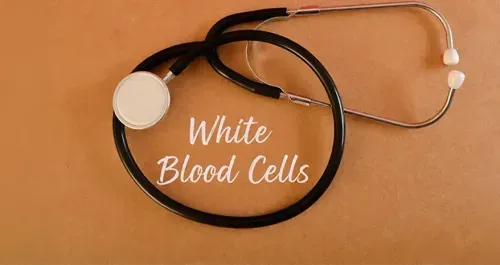 Role of White Blood Cells in Immunity 