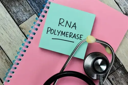 What is RNA Polymerase?
