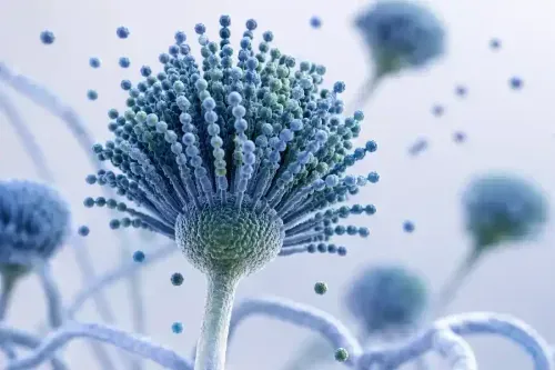 Treatment of Aspergillosis