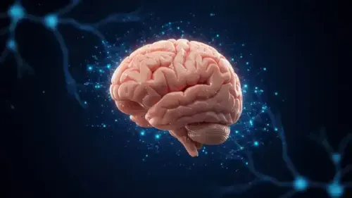 What is the Rhombencephalon?