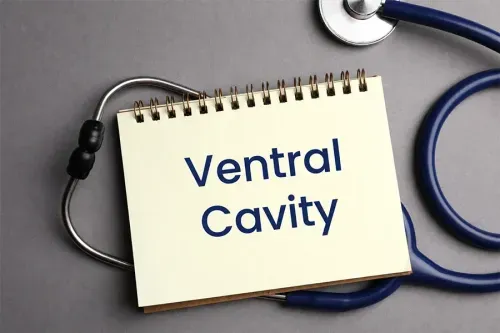 What is the Ventral Cavity? 