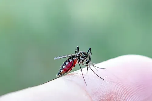 What Is The West Nile Virus Caused By?